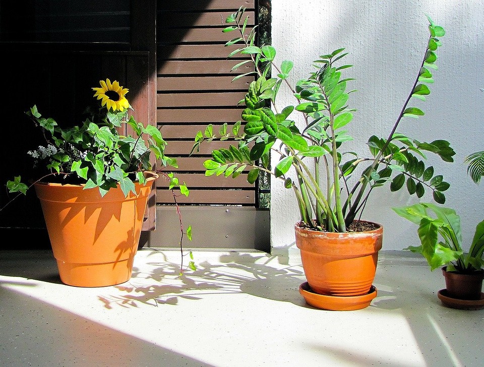Неприхотливые комнатные растения: примеры с фото и названиями (самые простые в уходе)