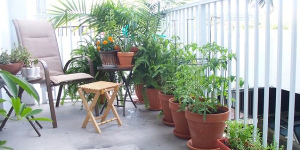Растения на неостекленном балконе