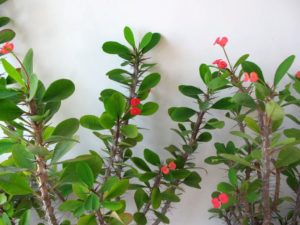 Неприхотливые комнатные растения: примеры с фото и названиями (самые простые в уходе)